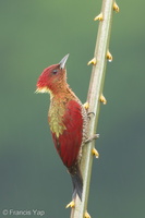 Banded Woodpecker-171117-105ND500-FYP_5251-W.jpg