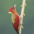 Banded Woodpecker-171117-105ND500-FYP_5251-W.jpg