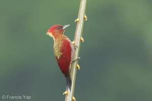 Banded Woodpecker-171117-105ND500-FYP_5262-W.jpg