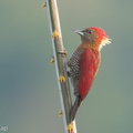 Banded Woodpecker-181214-114ND500-FYP_4588-W.jpg
