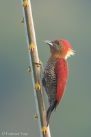 Banded Woodpecker-181214-114ND500-FYP_4615-W.jpg