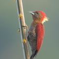 Banded Woodpecker-181214-114ND500-FYP_4615-W.jpg