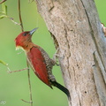 Banded Woodpecker-210206-130MSDCF-FYP01776-W.jpg