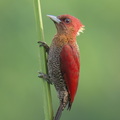 Banded Woodpecker-260306-159FRYAP-FYA06420-W.jpg