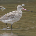 Bar-tailed Godwit-110901-107EOS7D-IMG_4273-W.jpg
