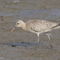 Bar-tailed Godwit-121016-102EOS1D-FY1X7579-W.jpg