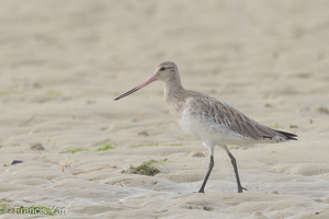 Bar-tailed Godwit-170924-113EOS1D-F1X20557-W.jpg
