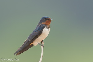 Barn Swallow-160208-102EOS5D-FY5S1513-W.jpg