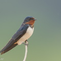 Barn Swallow-160208-102EOS5D-FY5S1513-W.jpg