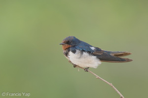 Barn Swallow-160208-123EOS1D-FY1X4276-W.jpg