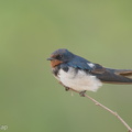 Barn Swallow-160208-123EOS1D-FY1X4276-W.jpg