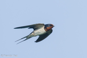 Barn Swallow-240929-246MSDCF-FYP04096-W.jpg