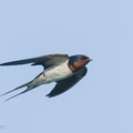 Barn Swallow-240929-246MSDCF-FYP04096-W.jpg