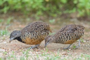 Barred Buttonquail-160803-102EOS1D-F1X28997-W.jpg