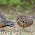 Barred Buttonquail-160803-102EOS1D-F1X29205-W.jpg