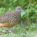 Barred Buttonquail-160829-103EOS1D-F1X29773-W.jpg