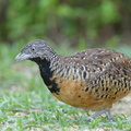 Barred Buttonquail-160829-103EOS1D-F1X29984-W.jpg