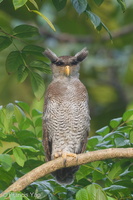 Barred Eagle-Owl-180829-102EOS5D-FY5S5795-W.jpg