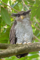 Barred Eagle-Owl-190815-118EOS1D-F1X29147-W.jpg