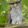 Barred Eagle-Owl-190815-118EOS1D-F1X29147-W.jpg