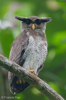 Barred Eagle-Owl-210106-129MSDCF-FYP02415-W.jpg