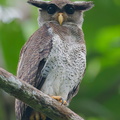 Barred Eagle-Owl-210106-129MSDCF-FYP02415-W.jpg
