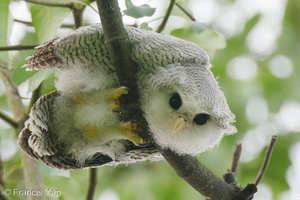 Barred Eagle-Owl-210407-106MSDCF-FRY09572-W.jpg