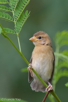 Baya Weaver-140810-117EOS1D-FY1X8555-W.jpg