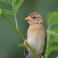 Baya Weaver-140810-117EOS1D-FY1X8555-W.jpg