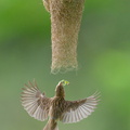 Baya Weaver-240526-229MSDCF-FYP02929-W.jpg