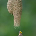Baya Weaver-240528-230MSDCF-FYP07410-W.jpg