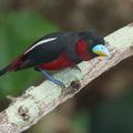 Black-and-red Broadbill-230604-206MSDCF-FYP01218-W.jpg