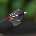 Black-and-red Broadbill-230604-206MSDCF-FYP02275-W.jpg