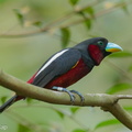 Black-and-red Broadbill-240423-225MSDCF-FYP08689-W.jpg