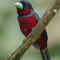 Black-and-red Broadbill-240425-225MSDCF-FYP09826-W.jpg