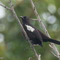 Black-and-white Bulbul-220502-147MSDCF-FRY03135-W.jpg