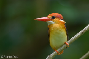 Black-backed Dwarf Kingfisher-131015-110EOS1D-FY1X7525-W.jpg