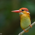 Black-backed Dwarf Kingfisher-131015-110EOS1D-FY1X7525-W.jpg
