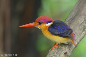 Black-backed Dwarf Kingfisher-151112-122EOS1D-FY1X0116-W.jpg