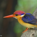 Black-backed Dwarf Kingfisher-151112-122EOS1D-FY1X0116-W.jpg