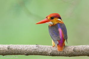 Black-backed Dwarf Kingfisher-161023-106EOS1D-F1X20361-W.jpg