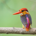 Black-backed Dwarf Kingfisher-161023-106EOS1D-F1X20361-W.jpg