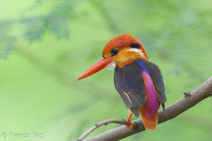 Black-backed Dwarf Kingfisher-161023-106EOS1D-F1X21226-W.jpg