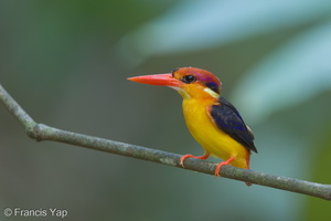 Black-backed Dwarf Kingfisher-180226-116EOS1D-F1X22237-W.jpg