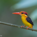 Black-backed Dwarf Kingfisher-180226-116EOS1D-F1X22237-W.jpg