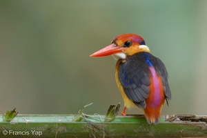 Black-backed Dwarf Kingfisher-221031-157MSDCF-FYP09641-W.jpg