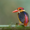 Black-backed Dwarf Kingfisher-221031-157MSDCF-FYP09641-W.jpg