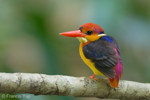 Black-backed Dwarf Kingfisher-230315-171MSDCF-FYP06972-W.jpg