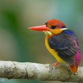 Black-backed Dwarf Kingfisher-230315-171MSDCF-FYP06972-W.jpg