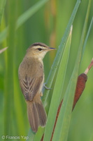 Black-browed Reed Warbler-120123-107EOS1D-FYAP5894-W.jpg